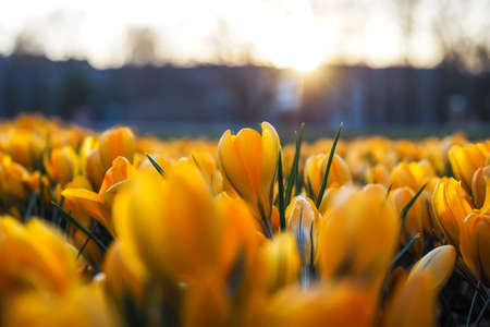 The first beautiful yellow crocuses blooming in the spring garden, in park in sunset. Selective focusの写真素材
