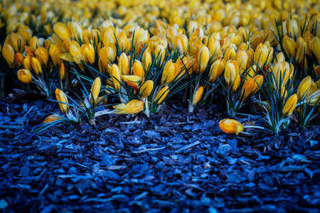 The first beautiful yellow crocuses blooming in the spring garden, in park in sunset. Selective focusの写真素材