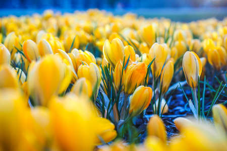 The first beautiful yellow crocuses blooming in the spring garden, in park in sunset. Selective focusの写真素材