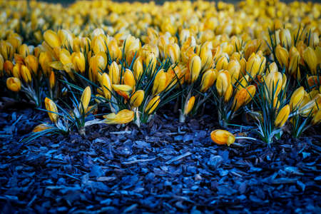 The first beautiful yellow crocuses blooming in the spring garden, in park in sunset. Selective focusの写真素材