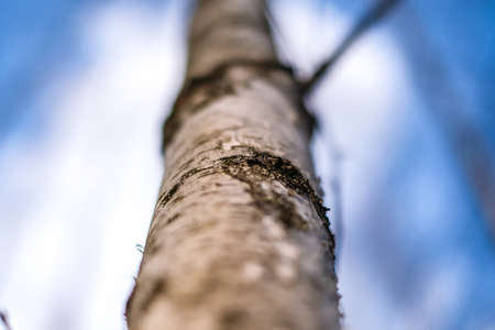 Beautiful birch grove on a sunny spring day. Selective focusの写真素材