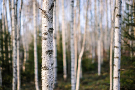 Beautiful birch grove on a sunny spring day. Selective focusの写真素材