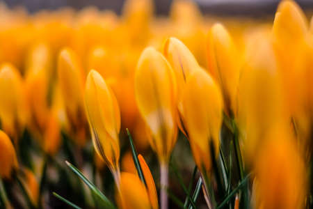 The first beautiful yellow crocuses blooming in the spring garden, in park in sunset. Defocused
