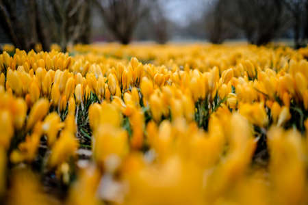 The first beautiful yellow crocuses blooming in the spring garden, in park in sunset. Defocusedの写真素材