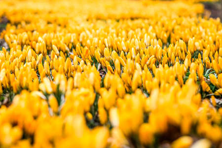 The first beautiful yellow crocuses blooming in the spring garden, in park in sunset. Defocused