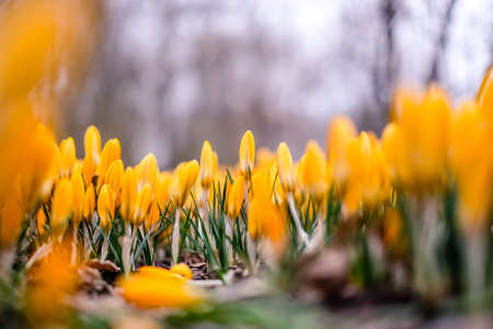 The first beautiful yellow crocuses blooming in the spring garden, in park in sunset. Defocusedの写真素材