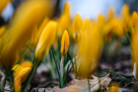 The first beautiful yellow crocuses blooming in the spring garden, in park in sunset. Defocused