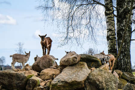 Herd of goats in the grassland. Goats eating grass and climbing rocks on a pasture in farm. Goat kids, yeanlings. Selective focusの写真素材