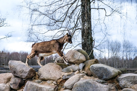 Herd of goats in the grassland. Goats eating grass and climbing rocks on a pasture in farm. Goat kids, yeanlings. Selective focusの写真素材
