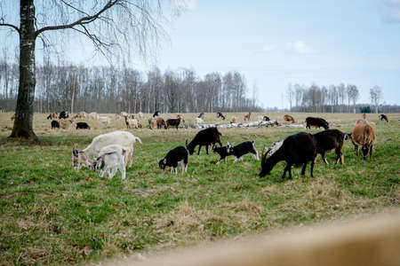 Herd of goats in the grassland. Goats eating grass and climbing rocks on a pasture in farm. Goat kids, yeanlings. Selective focusの写真素材