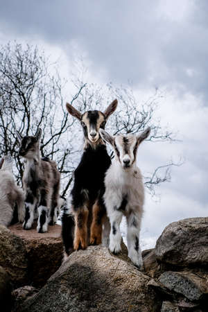 Herd of goats in the grassland. Goats eating grass and climbing rocks on a pasture in farm. Goat kids, yeanlings. Selective focusの写真素材