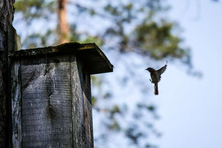 The bird common redstart, Phoenicurus phoenicurus flies inside its bird cage, birdhouse in the forest. Defocusedの写真素材