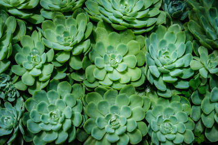 The Rosette Shaped Echeveria succulents. Background, Selective focus.の写真素材