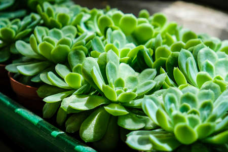 The Rosette Shaped Echeveria succulents. Background, Selective focus.の写真素材