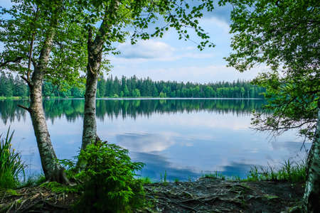 Nature trail - nature reserve Kladska peat bogs in the Region of Karlovy Vary in Czech Republic. Selective focusの写真素材