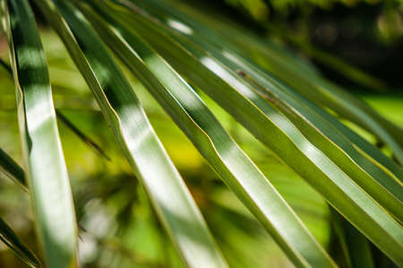 Tropical palm leaves in the sun, summer, vacation. Close-up. Defocusedの写真素材