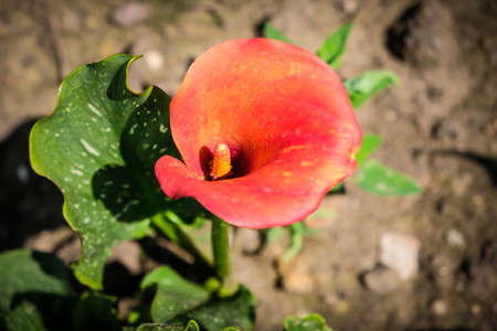 Close up of colorful flowering Calla lily, Zantedeschia aethiopica. Defocusedの写真素材