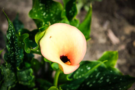 Close up of colorful flowering Calla lily, Zantedeschia aethiopica. Defocusedの写真素材