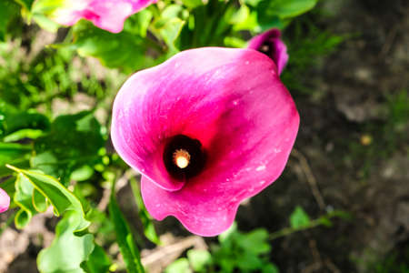 Close up of colorful flowering Calla lily, Zantedeschia aethiopica. Defocusedの写真素材