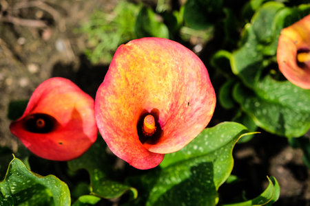 Close up of colorful flowering Calla lily, Zantedeschia aethiopica. Defocusedの写真素材