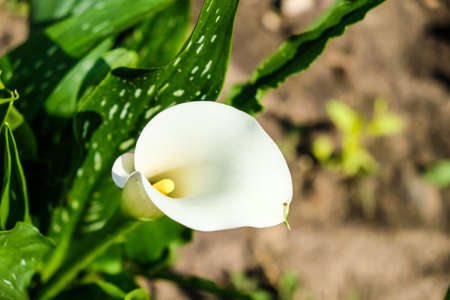 Close up of colorful flowering Calla lily, Zantedeschia aethiopica. Defocusedの写真素材