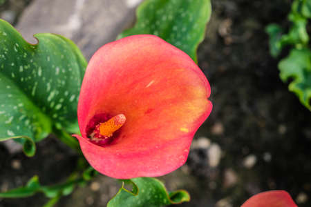 Close up of colorful flowering Calla lily, Zantedeschia aethiopica. Defocusedの写真素材
