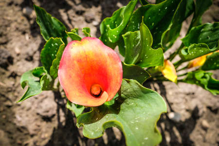 Close up of colorful flowering Calla lily, Zantedeschia aethiopica. Defocusedの写真素材