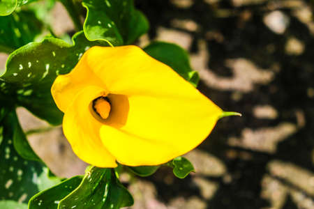 Close up of colorful flowering Calla lily, Zantedeschia aethiopica. Defocusedの写真素材