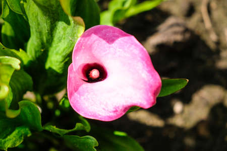 Close up of colorful flowering Calla lily, Zantedeschia aethiopica. Defocusedの写真素材