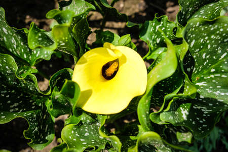 Close up of colorful flowering Calla lily, Zantedeschia aethiopica. Defocusedの写真素材