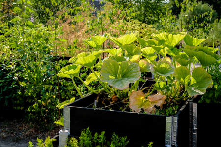 Urban gardening - community garden in center of the city with raised beds. Urban Horticulture. Selective focusの写真素材