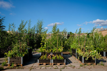 Urban gardening - community garden in center of the city with raised beds. Urban Horticulture. Selective focusの写真素材