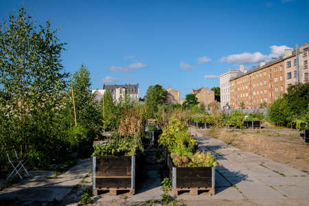 Urban gardening - community garden in center of the city with raised beds. Urban Horticulture. Selective focusの写真素材