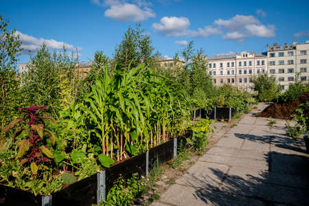 Urban gardening - community garden in center of the city with raised beds. Urban Horticulture. Selective focusの写真素材