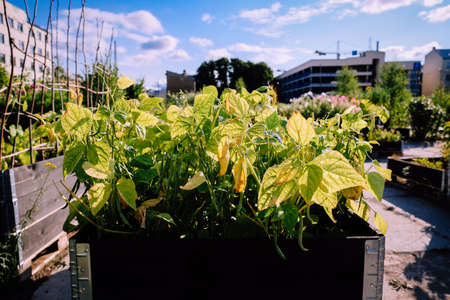 Urban gardening - community garden in center of the city with raised beds. Urban Horticulture. Selective focusの写真素材