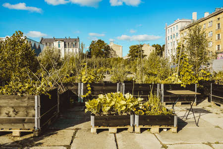 Urban gardening - community garden in center of the city with raised beds. Urban Horticulture. Selective focusの写真素材