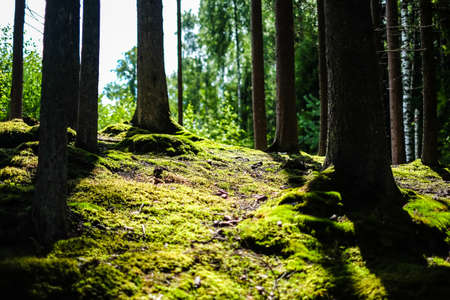Very beautiful spruce forest in summer with trees and moss. Defocusedの写真素材