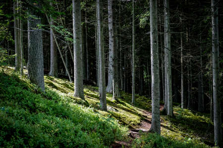 Very beautiful spruce forest in summer with trees and moss. Defocusedの写真素材