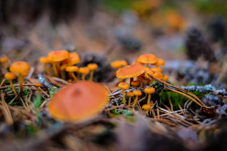 Mushrooms and moss, small mushrooms on the forest ground. Defocused. High quality photoの写真素材