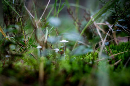 Mushrooms and moss, small mushrooms on the forest ground. Defocusedの写真素材