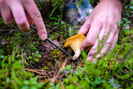 Wild golden chanterelle mushrooms in the forest. Mushroom picking. Defocusedの写真素材