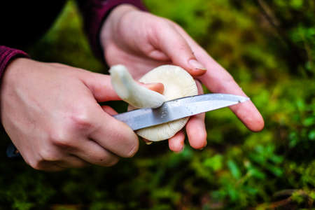 Womens hands with knife clean edible forest mushroom. Mushroom picking. Selective focusの写真素材