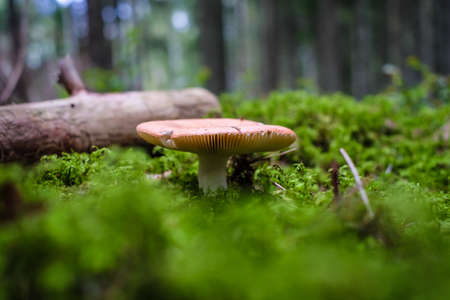 Mushrooms and moss, beautiful mushrooms on the forest ground. Mushroom picking. Defocusedの写真素材