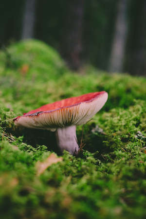 Mushrooms and moss, beautiful mushrooms on the forest ground. Mushroom picking. Defocusedの写真素材
