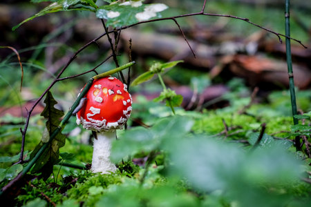Amanita muscaria, commonly known as the red fly agaric. Toxic and hallucinogen mushroom Fly Agaric in moss on autumn forest background. Defocusedの写真素材