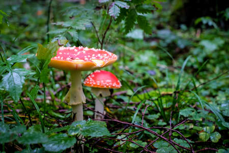 Amanita muscaria, commonly known as the red fly agaric. Toxic and hallucinogen mushroom Fly Agaric...