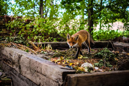 A beautiful young fox walks in the yard of a private house. Selective focusの写真素材
