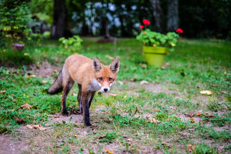 A beautiful young fox walks in the yard of a private house. Selective focusの写真素材