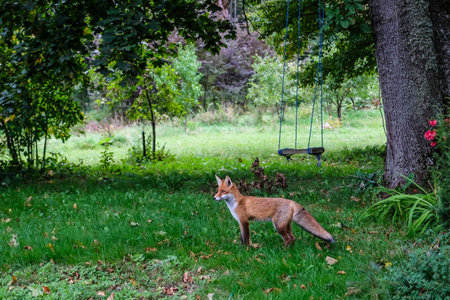 A beautiful young fox walks in the yard of a private house. Selective focusの写真素材