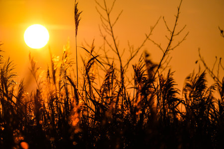Beautiful rural landscape-meadow at sunrise. Sun in the morning. Defocusedの写真素材